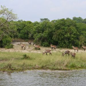 nkundwa (105)